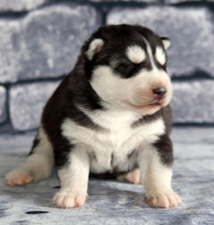 Siberian Husky Nordic Fire