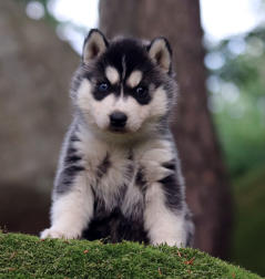 Siberian Husky Nordic Fire