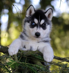 Siberian Husky Nordic Fire