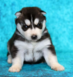 Siberian Husky Nordic Fire