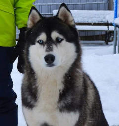 Siberian Husky Nordic Fire