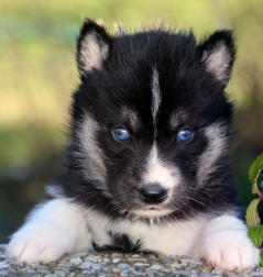 Siberian Husky Nordic Fire