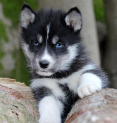 Siberian Husky Nordic Fire