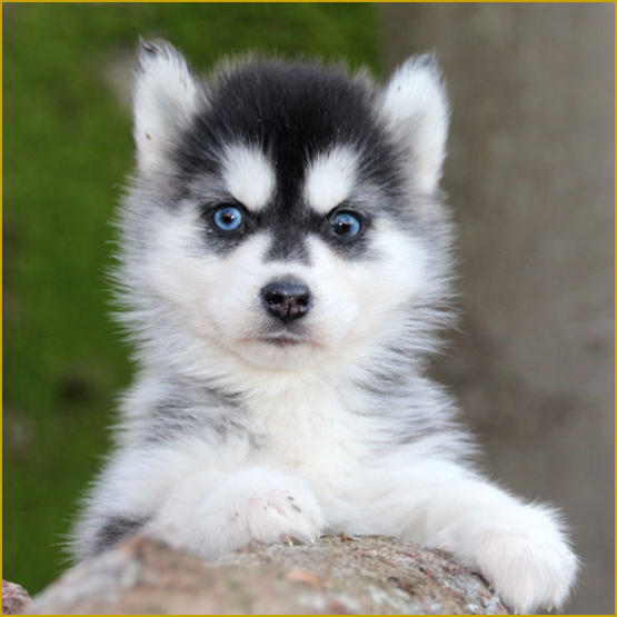 Siberian Husky Nordic Fire