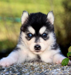 Siberian Husky Nordic Fire