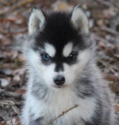 Siberian Husky Nordic Fire