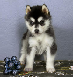 Siberian Husky Nordic Fire