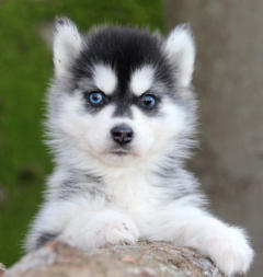 Siberian Husky Nordic Fire