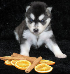 Siberian Husky Nordic Fire