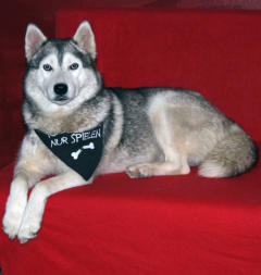 Siberian Husky Nordic Fire