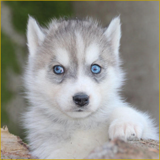 Siberian Husky Nordic Fire