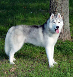 Siberian Husky Nordic Fire