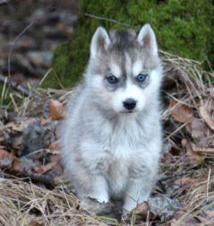 Siberian Husky Nordic Fire