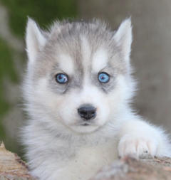 Siberian Husky Nordic Fire