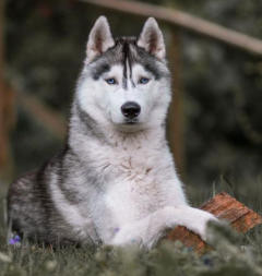 Siberian Husky Nordic Fire