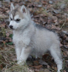 Siberian Husky Nordic Fire