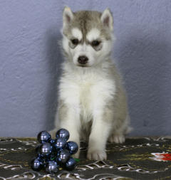 Siberian Husky Nordic Fire