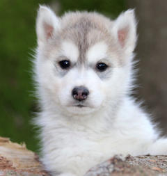 Siberian Husky Nordic Fire