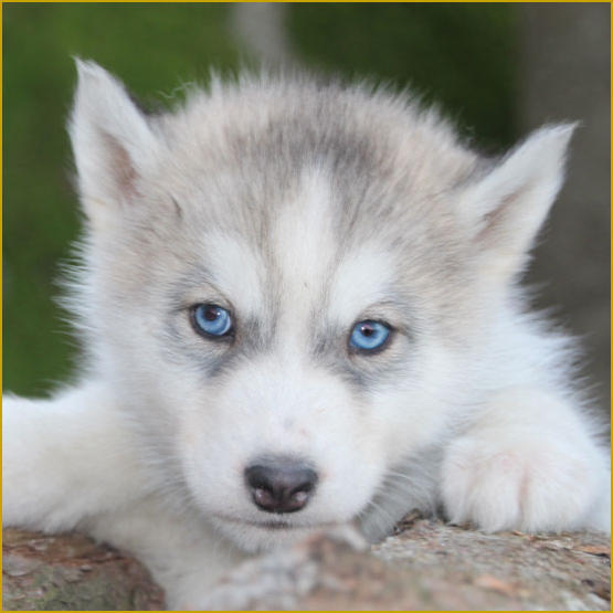 Siberian Husky Nordic Fire