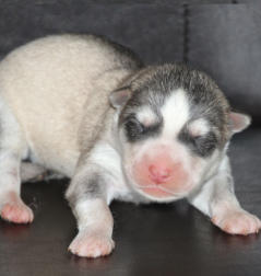 Siberian Husky Nordic Fire