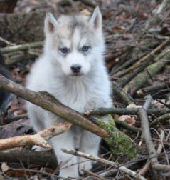 Siberian Husky Nordic Fire