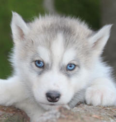 Siberian Husky Nordic Fire