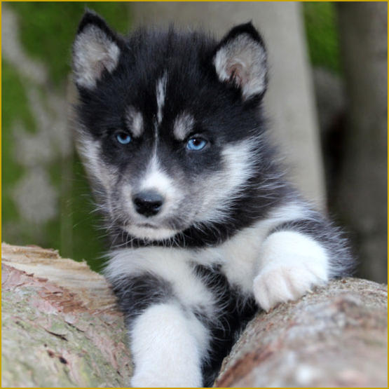 Siberian Husky Nordic Fire