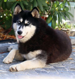 Siberian Husky Nordic Fire