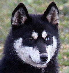 Siberian Husky Nordic Fire