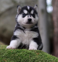 Siberian Husky Nordic Fire