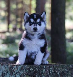 Siberian Husky Nordic Fire