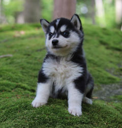 Siberian Husky Nordic Fire