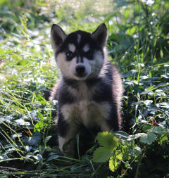 Siberian Husky Nordic Fire