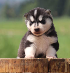 Siberian Husky Nordic Fire