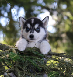 Siberian Husky Nordic Fire