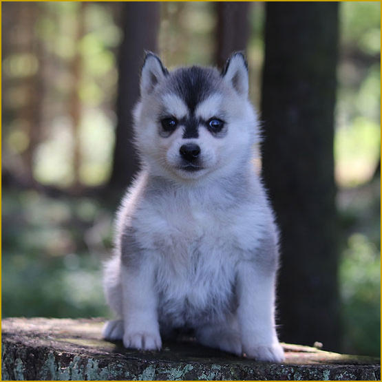 Siberian Husky Nordic Fire