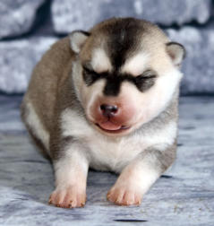 Siberian Husky Nordic Fire