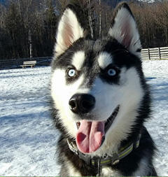 Siberian Husky Nordic Fire