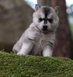 Siberian Husky Nordic Fire