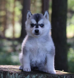 Siberian Husky Nordic Fire