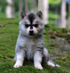 Siberian Husky Nordic Fire