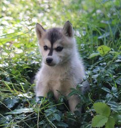 Siberian Husky Nordic Fire