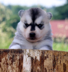 Siberian Husky Nordic Fire