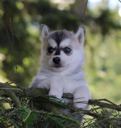 Siberian Husky Nordic Fire