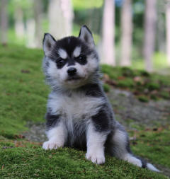 Siberian Husky Nordic Fire