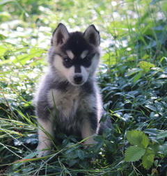 Siberian Husky Nordic Fire