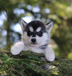 Siberian Husky Nordic Fire