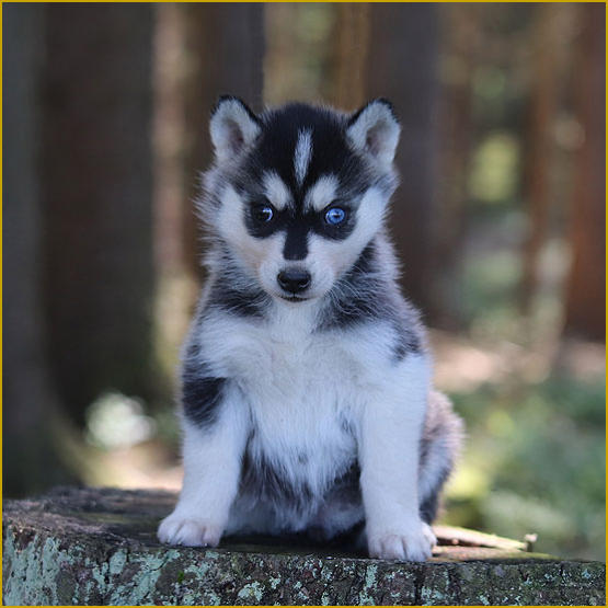 Siberian Husky Nordic Fire