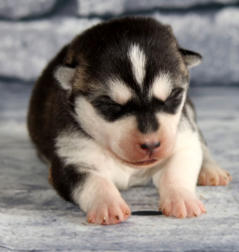 Siberian Husky Nordic Fire