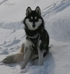 Siberian Husky Nordic Fire